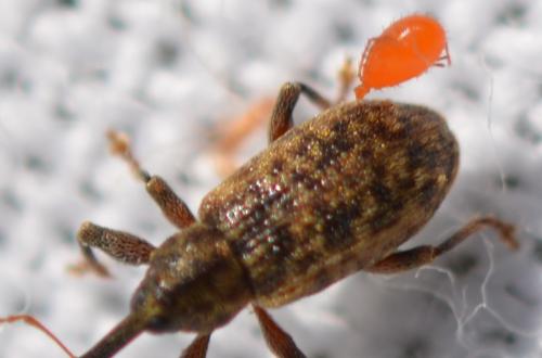 Leptus sp.